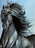 Friesian Majesty